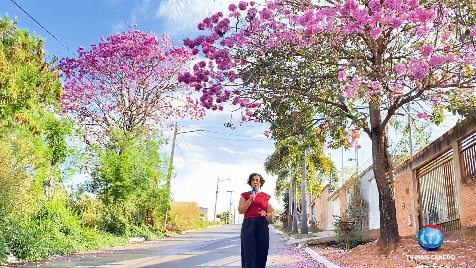 O Espetáculo dos Ipês: Cores que Transformam a Cidade