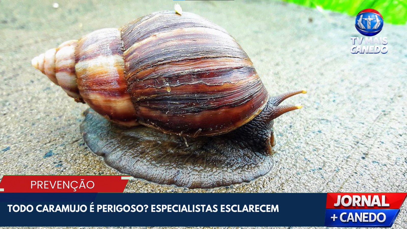 Alerta para riscos de doenças causadas pelo caramujo africano em áreas urbanas