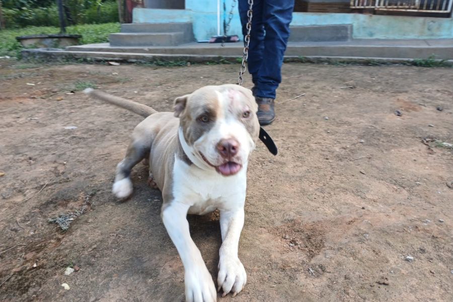 Pitbull solto é resgatado por equipe de Zoonoses em Senador Canedo