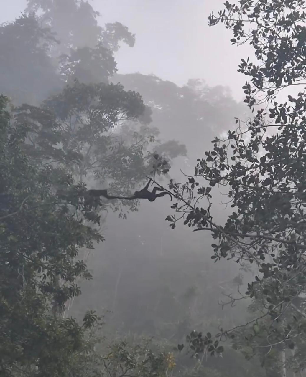 União entre macacos chama atenção e viraliza nas redes sociais