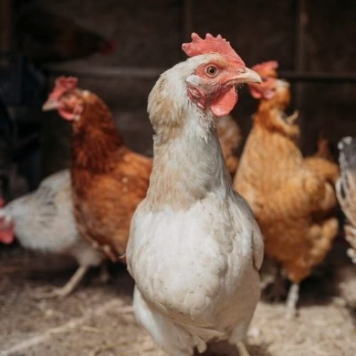 Argentina, China e UE suspendem compra de frango do Brasil após surto de gripe aviária no RS