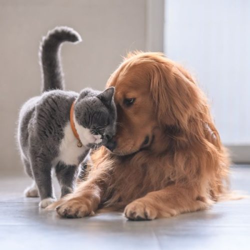 Senador Canedo concorre a prêmio estadual com sistema pioneiro de bem-estar animal que transforma cuidados e impulsiona o crescimento da cidade