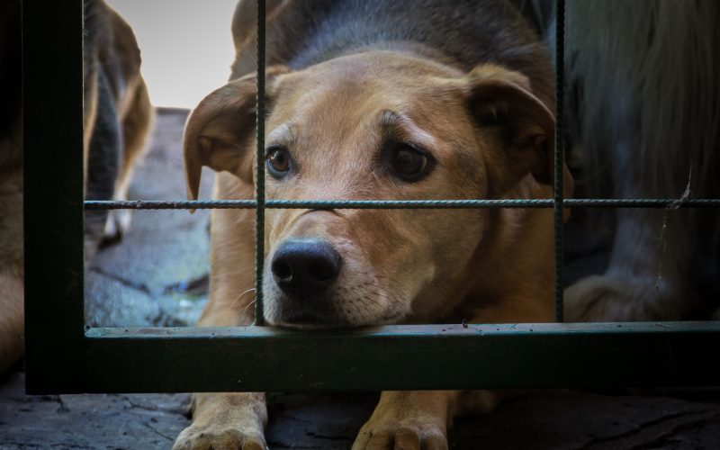 Senador Canedo promove seminário sobre fiscalização de maus-tratos contra animais