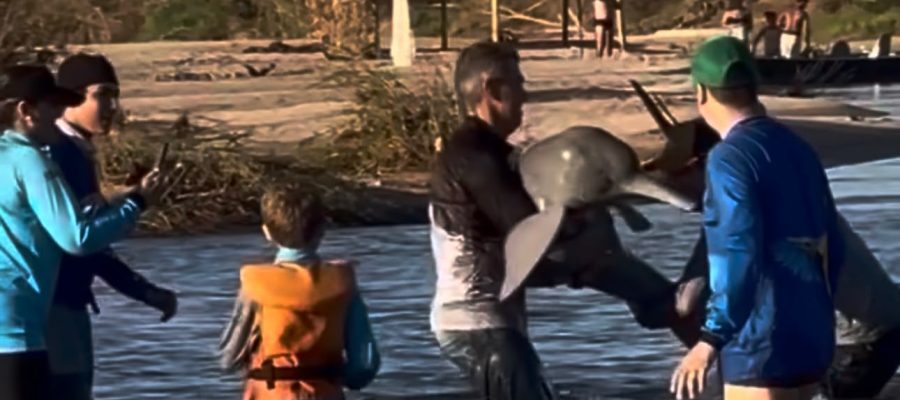 Pescadores salvam boto-do-Araguaia após fisgada acidental no Rio Araguaia