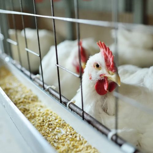 Brasil se declara livre da gripe aviária em granjas comerciais e avança na reabertura de mercados