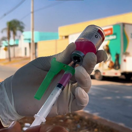 Campanha de vacinação antirrábica protege animais de estimação e a comunidade em Senador Canedo