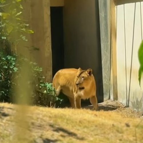 Leoa retorna ao seu recinto na Bica, em João Pessoa, em momento emocionante